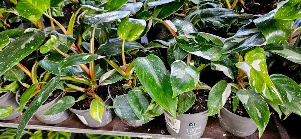 5409326716368835860 (1).jpg