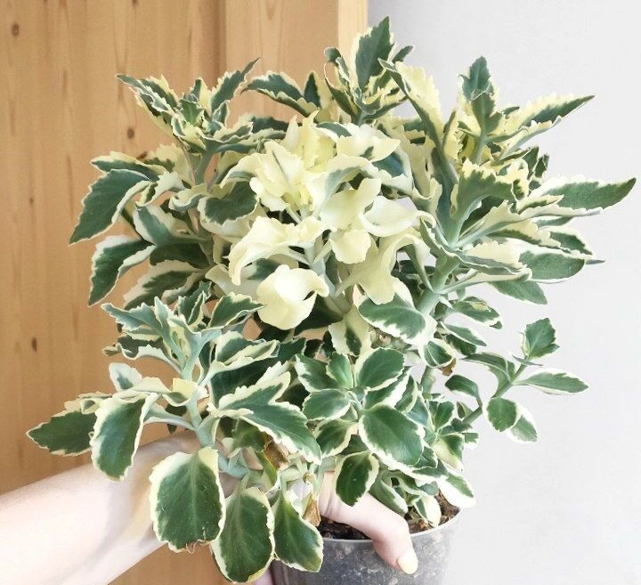 5213092340674197568 (1).jpg