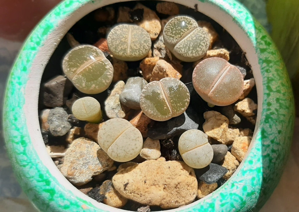 Литопс2.jpg Литопс2.jpg