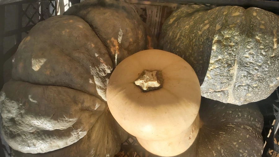 тыква2.jpg тыква2.jpg