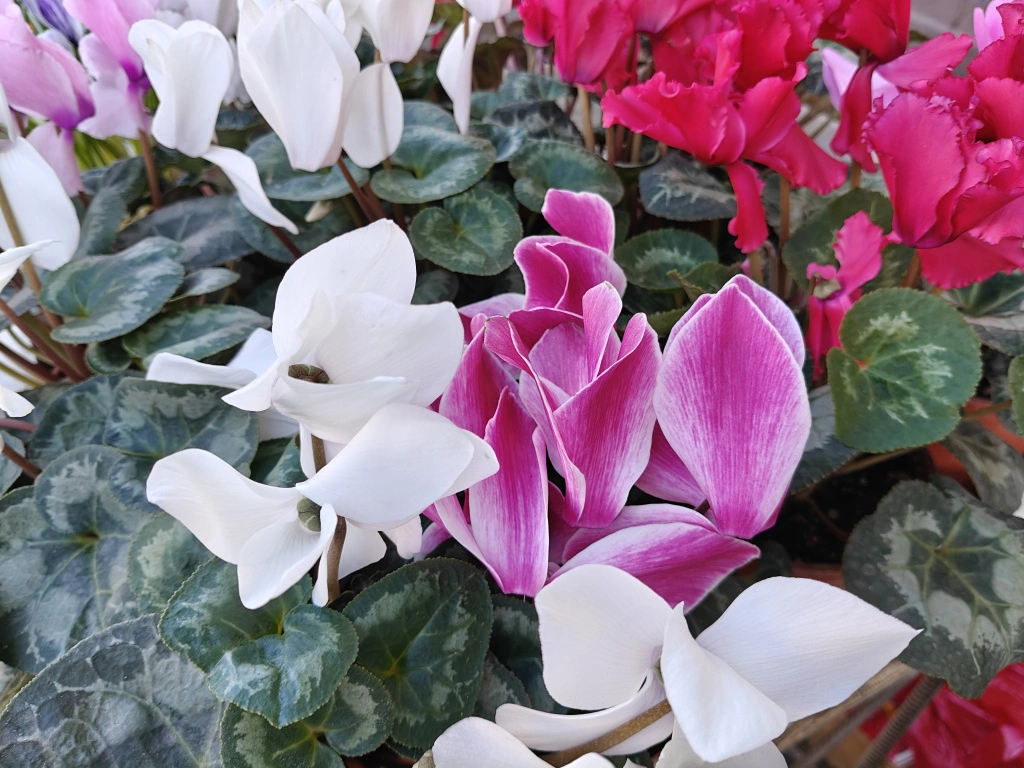 цикл1.jpg цикл1.jpg