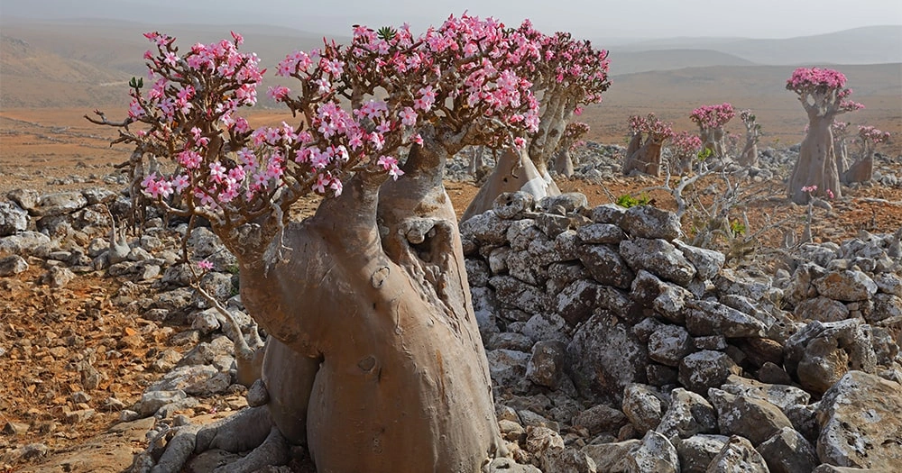 Adenium_1-min.jpg Adenium_1-min.jpg