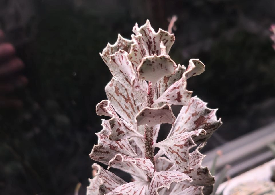 5215644869802979014 (1).jpg