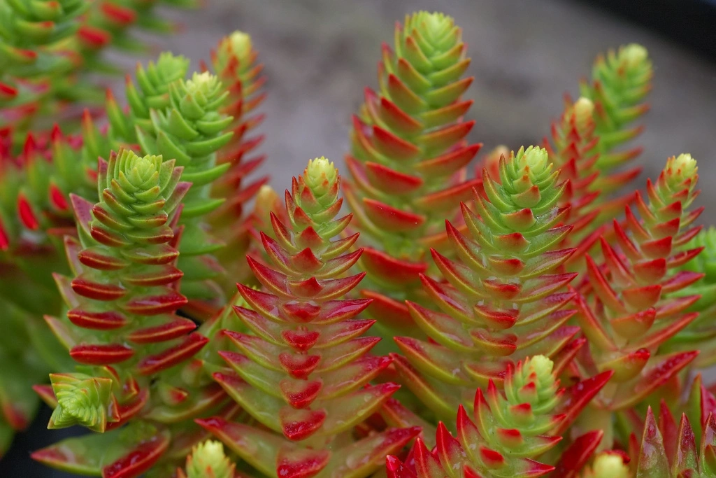 picture_of_the_day_crassula_capitella_2.jpg picture_of_the_day_crassula_capitella_2.jpg