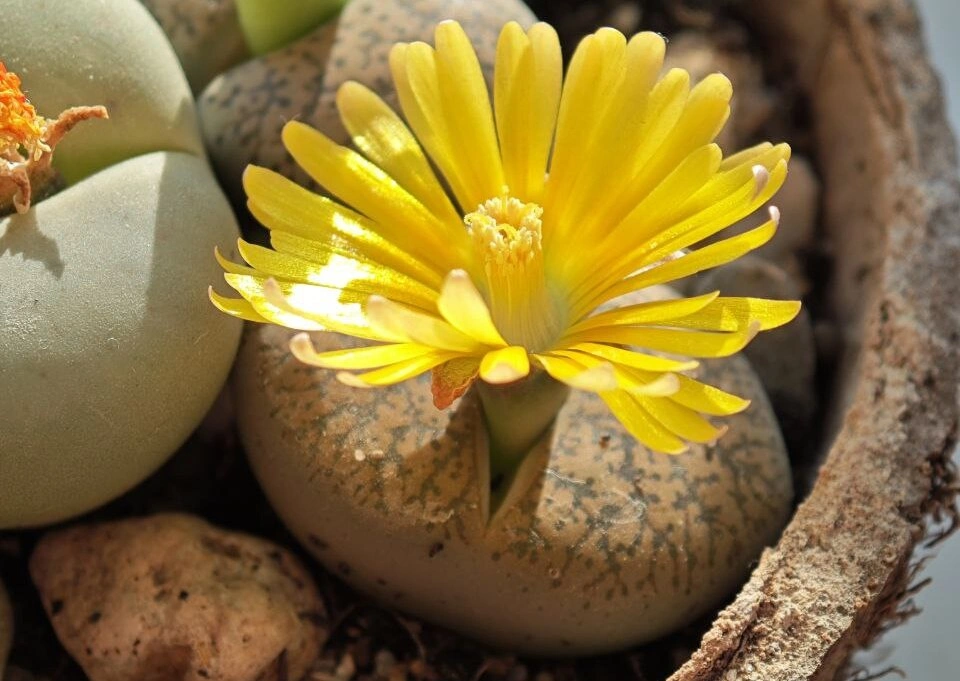 Литопс7 (1).jpg Литопс7 (1).jpg