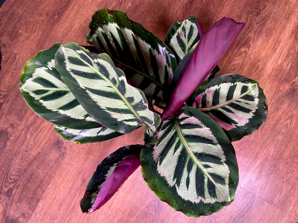 5456509217038004935 (1).jpg 5456509217038004935 (1).jpg