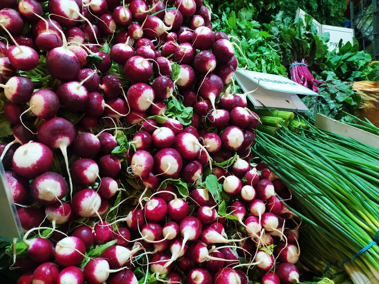 Редис.jpeg Редис.jpeg