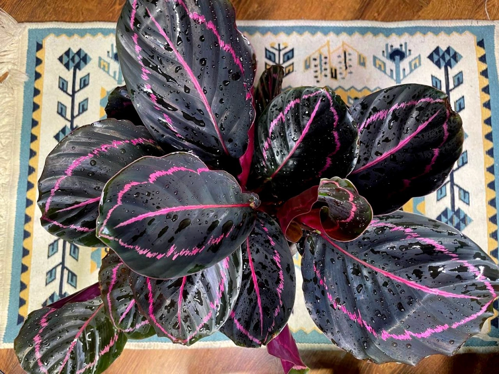 5456509217038004958 (1).jpg 5456509217038004958 (1).jpg