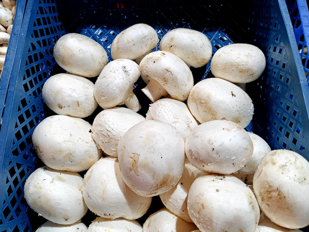 IMG20250321095332 (1).jpg