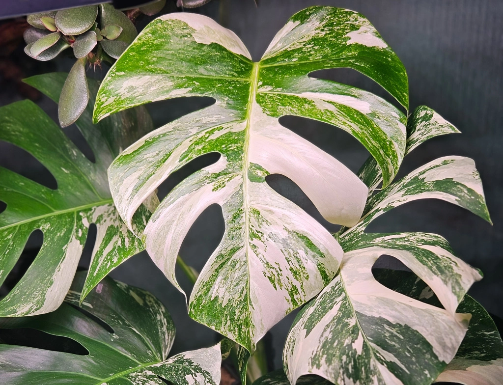 монстра (1) (1).jpg монстра (1) (1).jpg