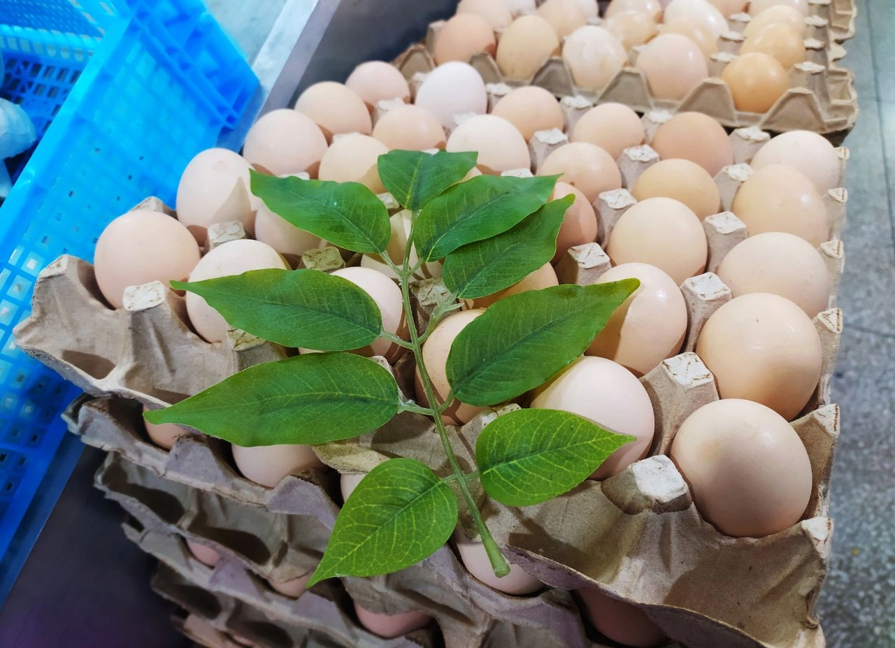 Яйца.jpeg Яйца.jpeg