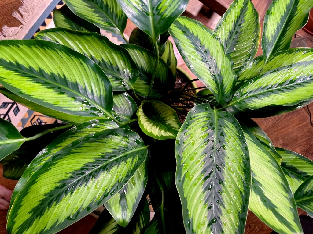 5456509217038004950 (1).jpg 5456509217038004950 (1).jpg