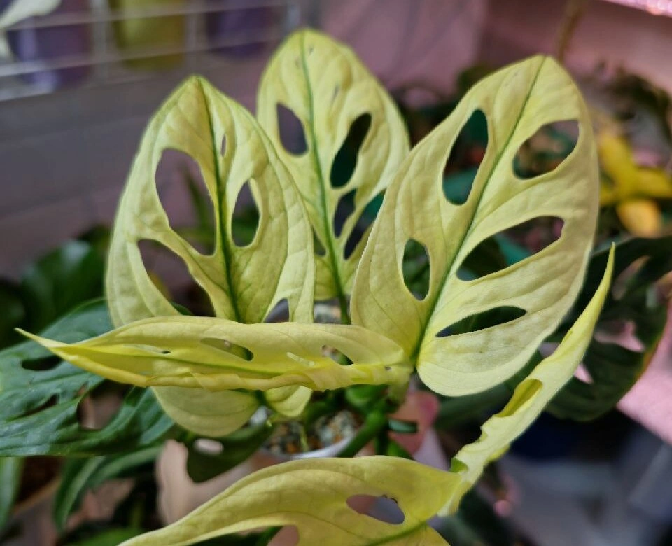 адансони (1).jpg адансони (1).jpg