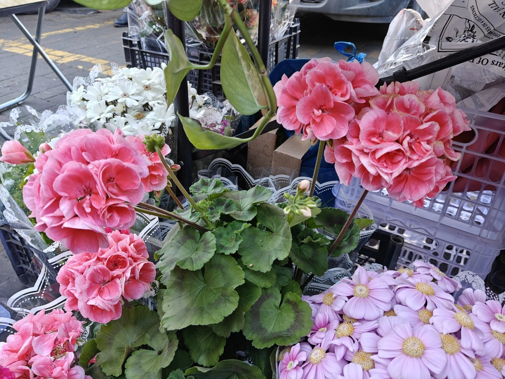 пеларг2.jpg пеларг2.jpg