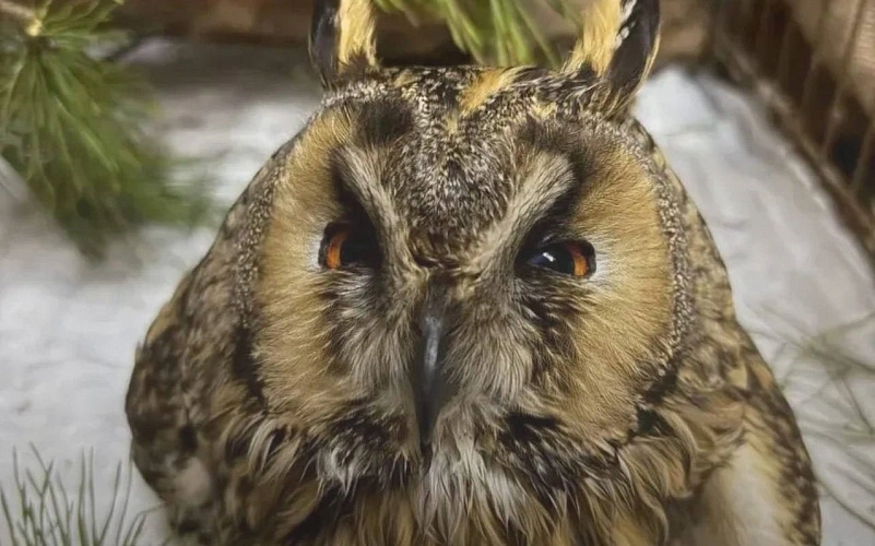 Фото: Минприроды Ростовской области