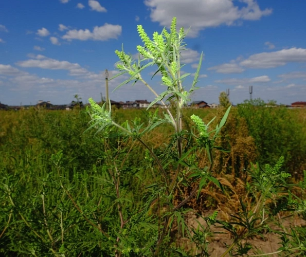 Фото:  Управление Россельхознадзора по РВАОиРК