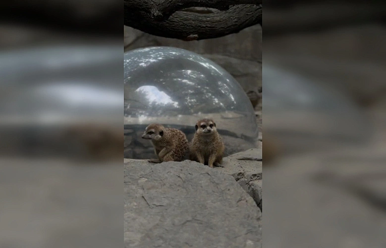 Фото: Южный парк птиц Малинки