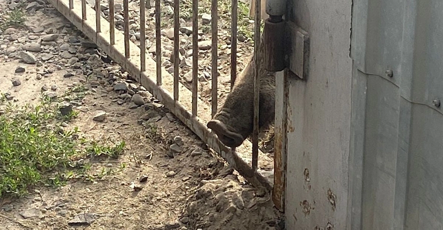 Фото: Пятачок дикого кабана, пойманного в Ростове 14 сентября, кадр из ВК Марии Петровой