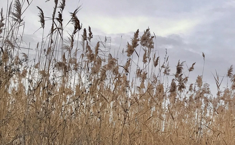 Фото: камыш на левом берегу Дона // кадр 1rnd.ru