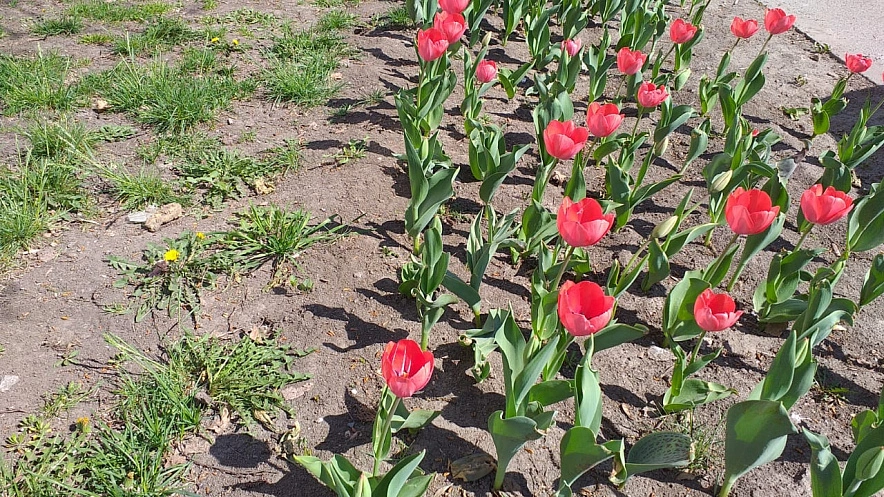 Фото: В Ростове из-за аномального тепла расцвели тюльпаны, кадр 1rnd