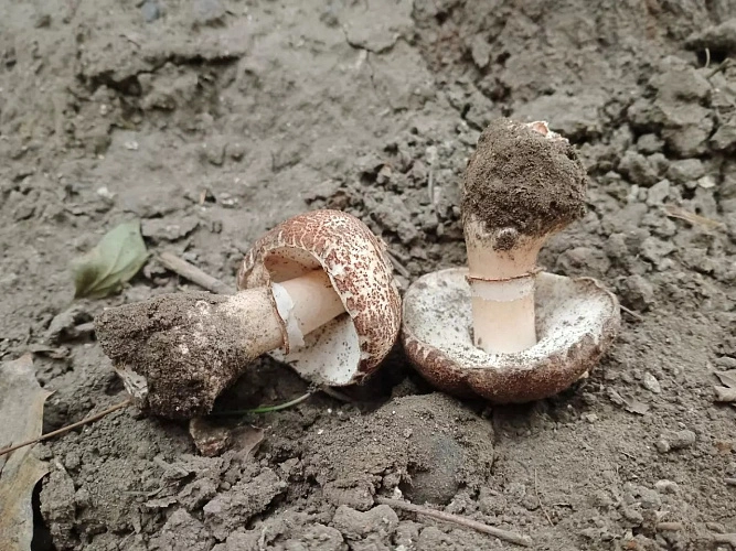 Фото: соцсети