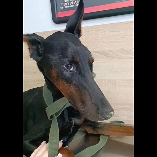 Фото: Скриншот из видео, опубликованного Ольгой Мосиюк 