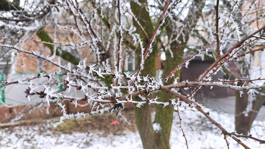 Фото: иней в Ростове, кадр 1rnd