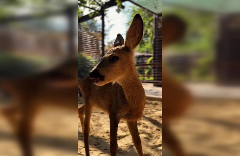 Фото: Парк «Лога»