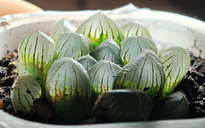 Фото: хавортия Купера // фото Глеба Импилина