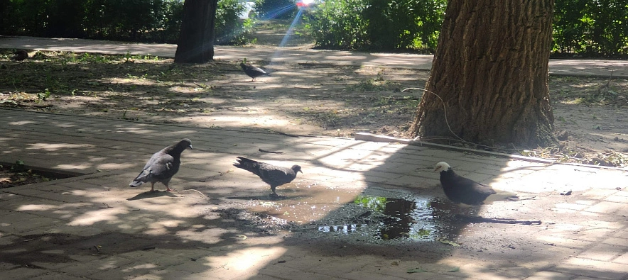 Фото: голуби пьют воду в знойный день, кадр 1rnd