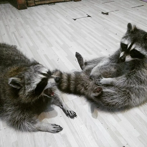 Фото: Енотов в Ростове нелегально использовали в антикафе // фото со страницы vk.comenotocafe