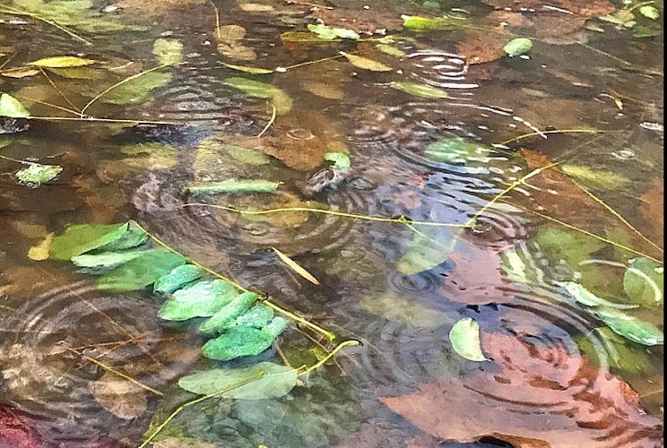 Фото: Дождь в Ростове // фото из публикаций 1rnd.ru