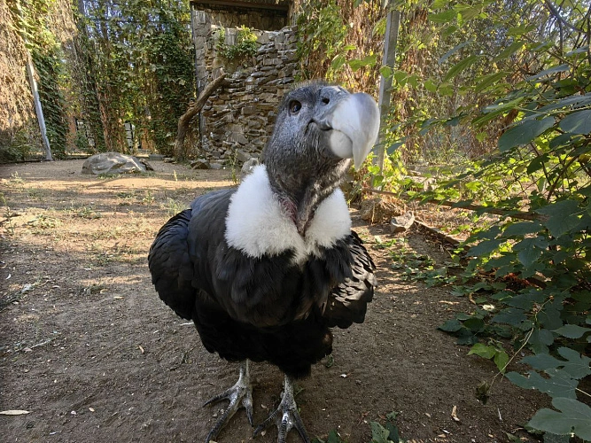 Фото: Ростовский-на-Дону зоопарк
