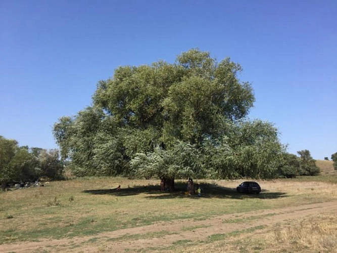 Фото: бабушка Ива из Ростовской области, кадр ПРО