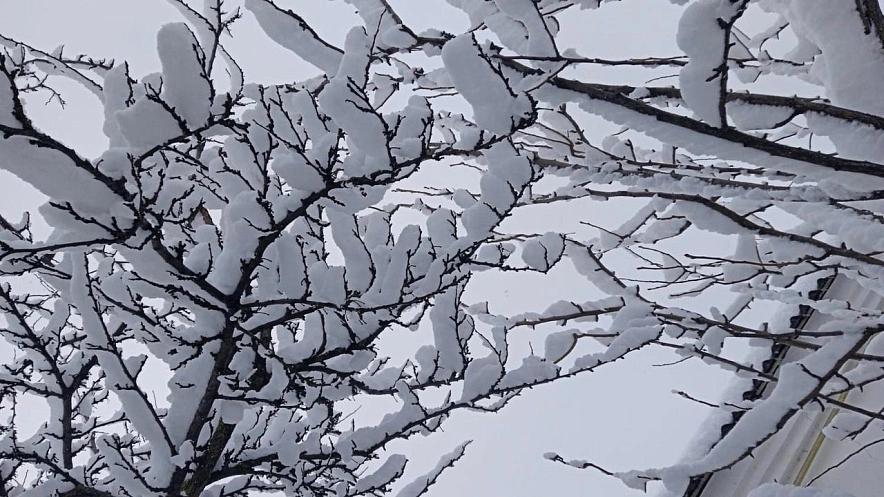 Фото: снегопад в Ростове \\ кадр 1rnd.ru