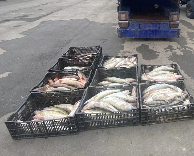 Фото: изъяли ящики с рыбой // фото пресс-службы пограничного управления ФСБ