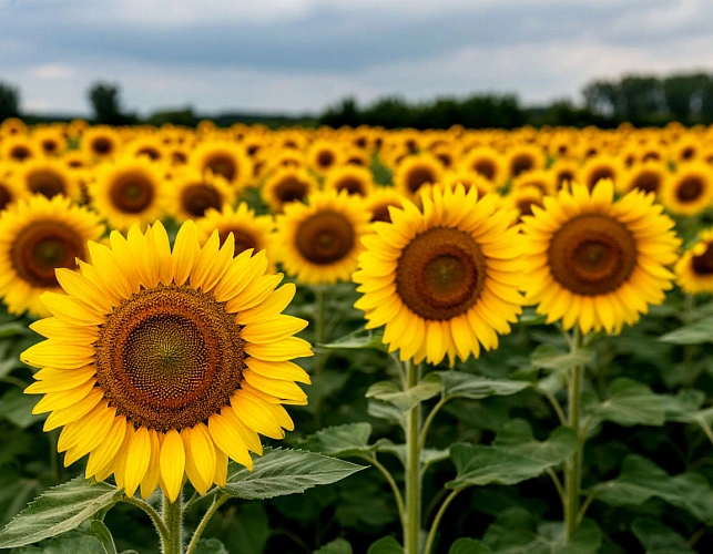 Фото: изображение сгенерировано нейросетью 