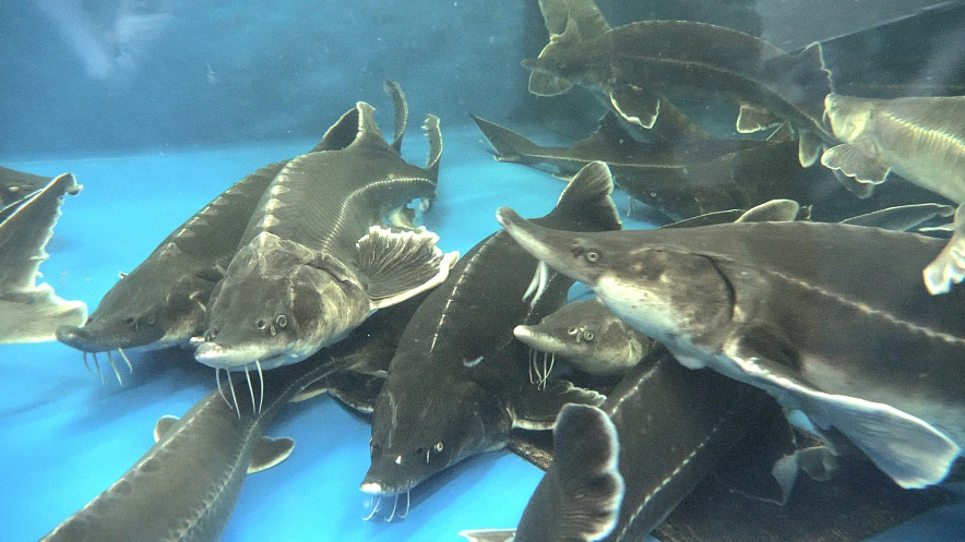 Фото: в Азовском море предложили сократить вылов рыбы // фото ЮНЦ РАН