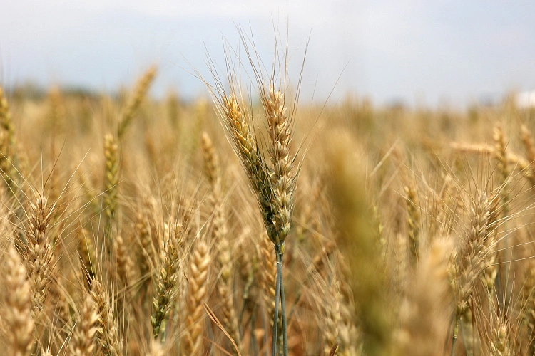 Фото: донское поле, кадр ПРО