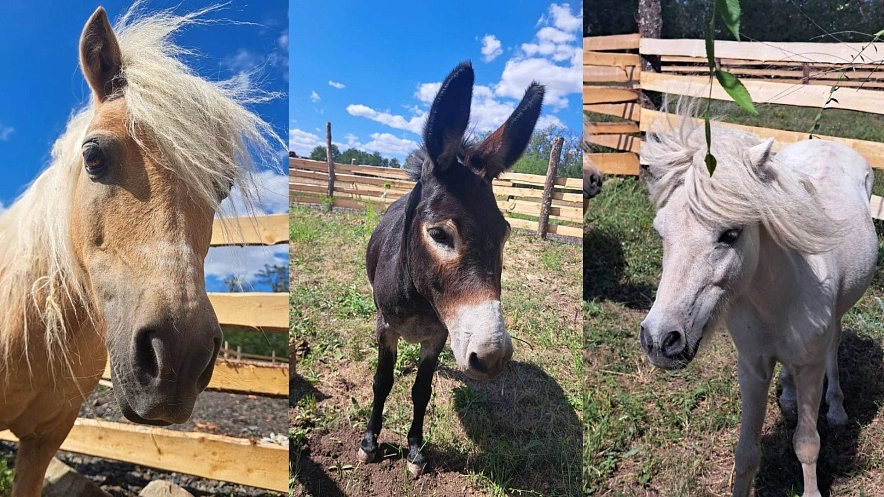 Фото: Южного Парка птиц «Малинки»