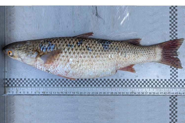 Фото: пиленгас // фото ЮНЦ РАН