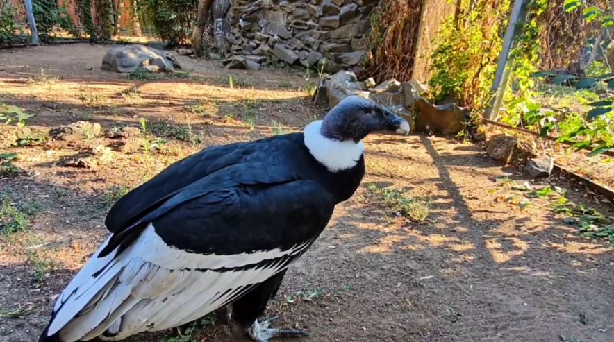 Фото: Ростовский-на-Дону зоопарк