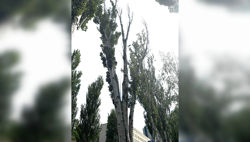 Фото: Администрации города Ростова-на-Дону