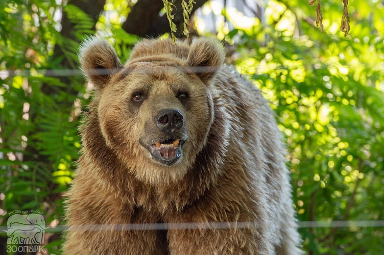 Фото: Ростовский-на-Дону зоопарк