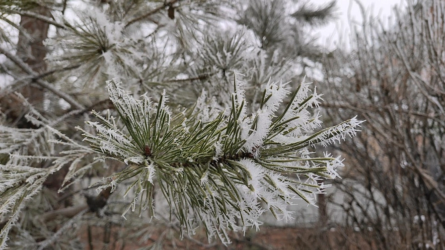 Фото: сосновая ветка в инее, кадр 1rnd