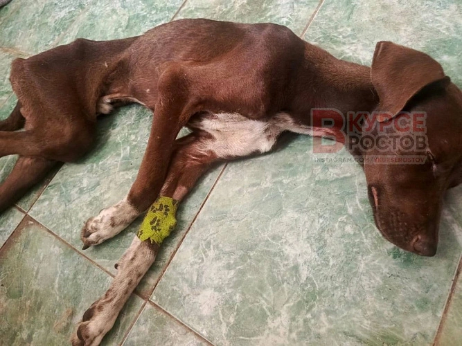 Фото: ТГ канала "Ростов в курсе"