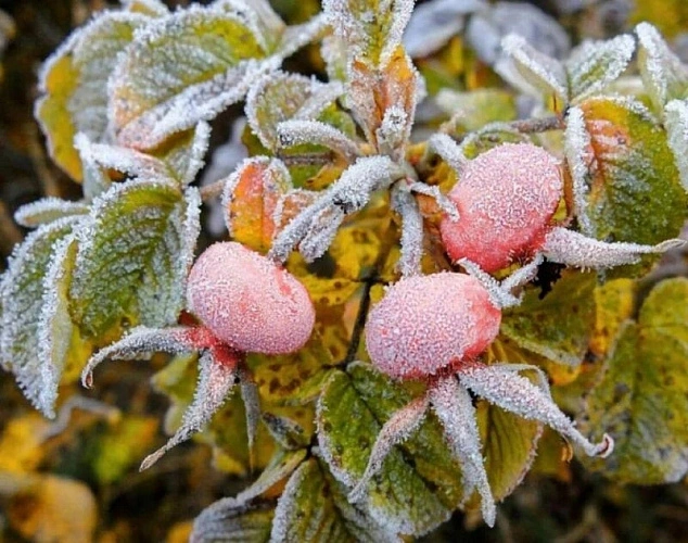 Фото: МЧС Ростовской области