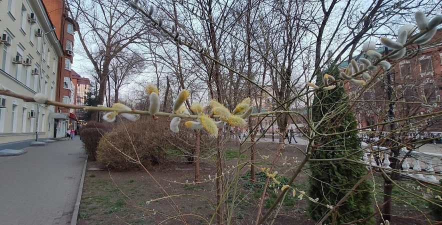 Фото: Распустившиеся почки на деревьях в Ростове, кадр 1rnd