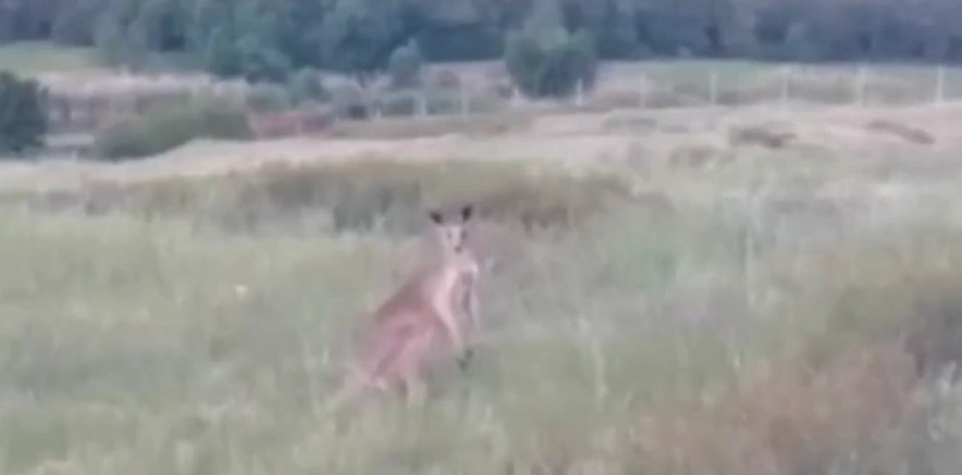 Фото: кадр из социальных сетей