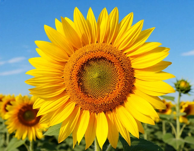 Фото: нейросеть 